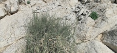 Funastrum hirtellum