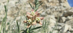 Funastrum hirtellum