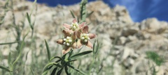 Funastrum hirtellum