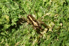 Macropathinae