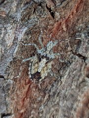 Bromocoris souefi
