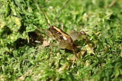 Macropathinae