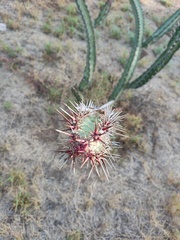 Stenocereus standleyi