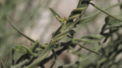 Funastrum hirtellum