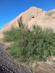 Prosopis flexuosa