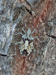 Bromocoris souefi
