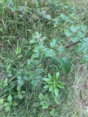 Rubus pinnatus