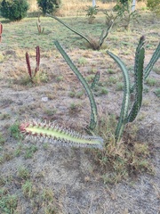 Stenocereus standleyi