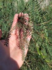 Prosopis flexuosa