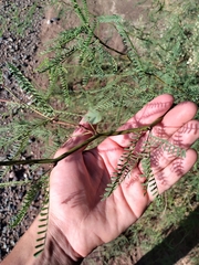 Prosopis flexuosa