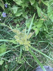Cyperus cyperoides