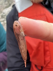 Liparis mucosus
