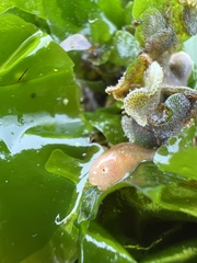 Liparis mucosus