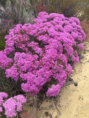 Verticordia monadelpha