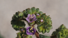 Phacelia crenulata minutiflora