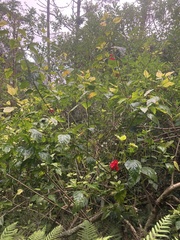 Hibiscus rosa-sinensis