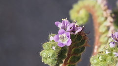 Phacelia crenulata minutiflora