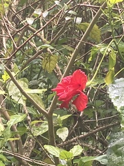 Hibiscus rosa-sinensis