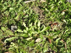 Biserrula pelecinus