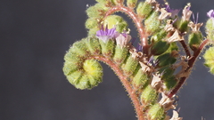 Phacelia crenulata minutiflora