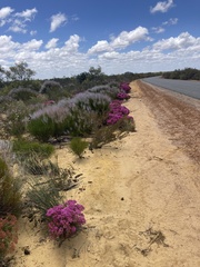Verticordia monadelpha