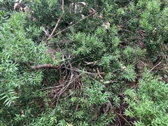 Afrocarpus falcatus