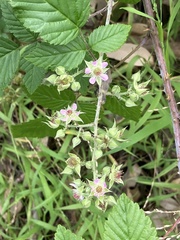 Rubus pinnatus