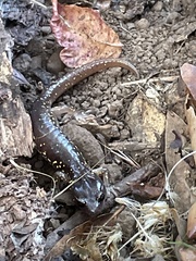 Aneides lugubris