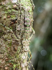 Phricta spinosa
