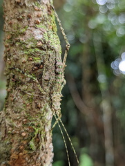 Phricta spinosa