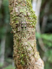 Phricta spinosa