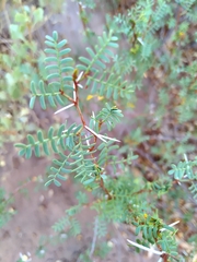 Prosopis strombulifera