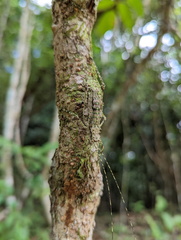 Phricta spinosa