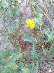 Prosopis strombulifera