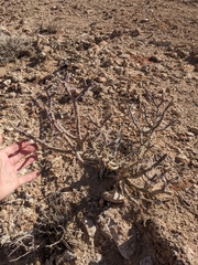 Cylindropuntia ramosissima