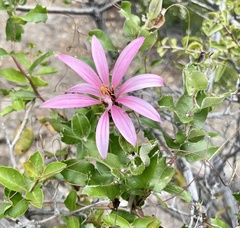 Mutisia spinosa