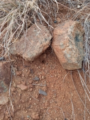 Myrmecocystus melliger