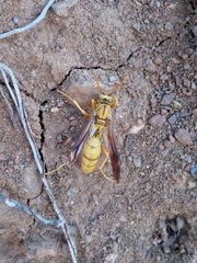 Polistes flavus