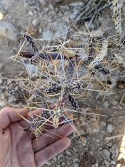 Cylindropuntia ramosissima