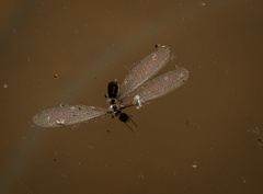 Termitoidae