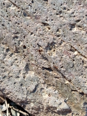 Solenopsis xyloni