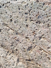 Solenopsis xyloni