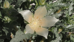 Mentzelia involucrata