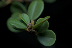 Ceanothus verrucosus