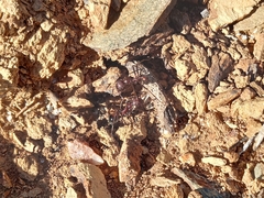 Novomessor albisetosus