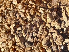 Novomessor albisetosus