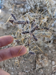 Cylindropuntia ramosissima