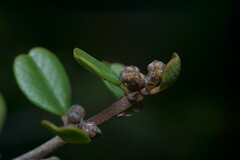 Ceanothus verrucosus