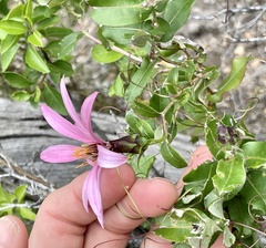 Mutisia spinosa