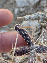 Cylindropuntia ramosissima